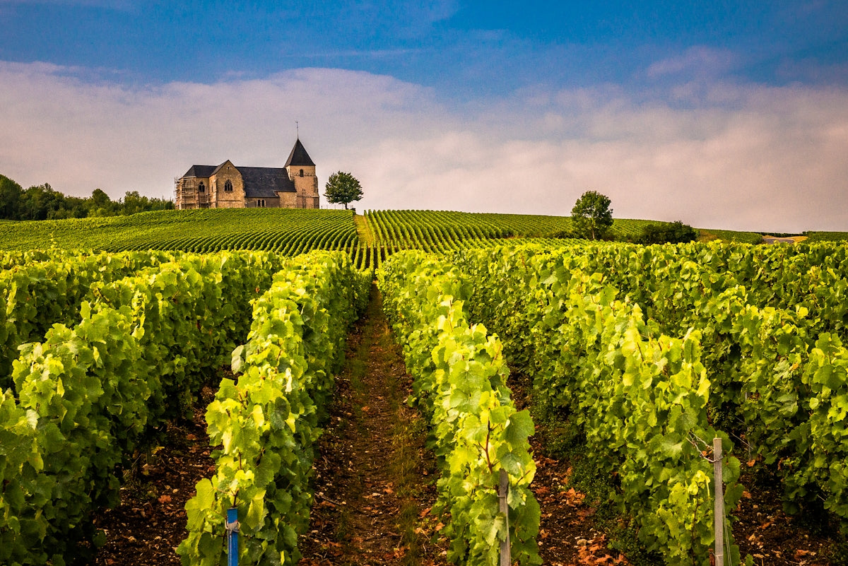 a vineyard with a house in the background