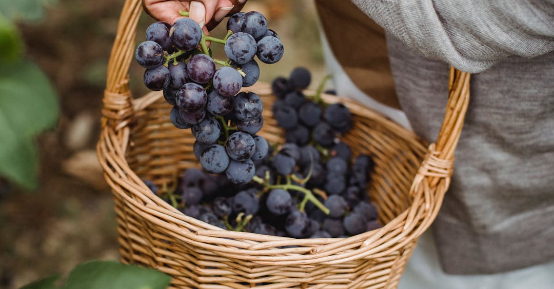 Sustainable Sipping: How Eco-Friendly Wine Practices Are Shaping What’s in Your Glass - Caravan Wines & Spirits
