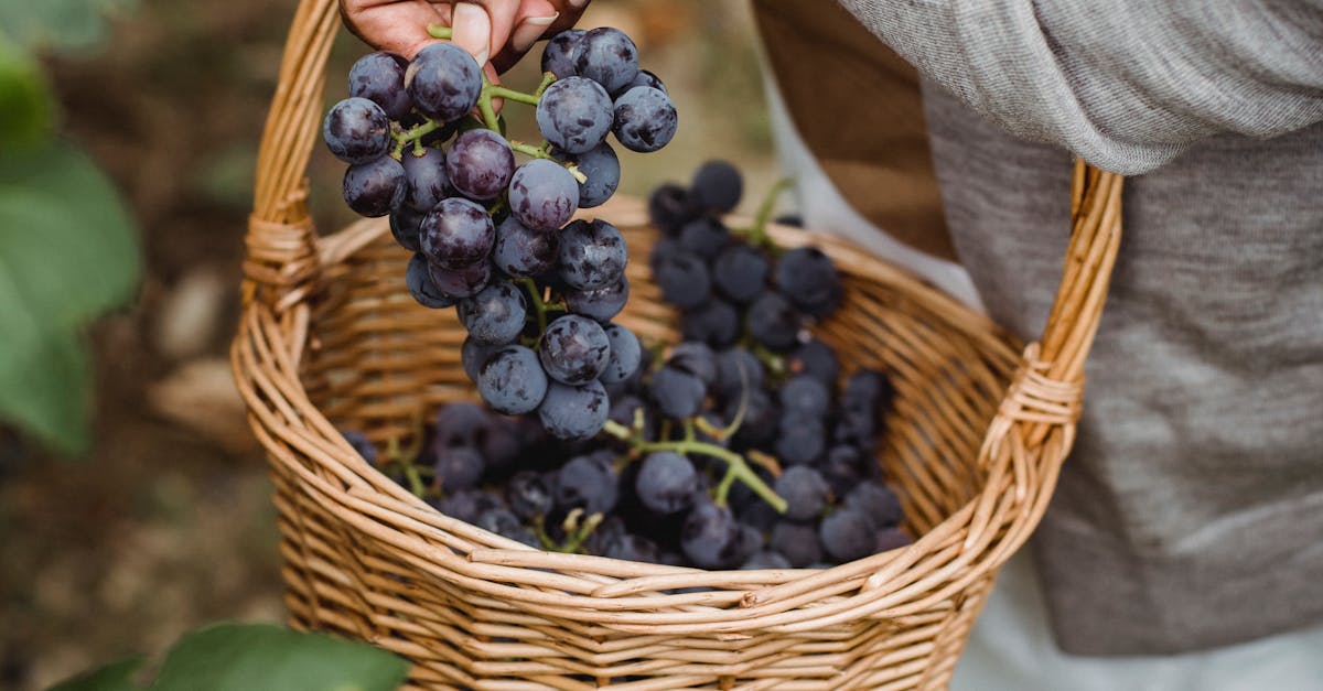 Sustainable Sipping: How Eco-Friendly Wine Practices Are Shaping What’s in Your Glass - Caravan Wines & Spirits